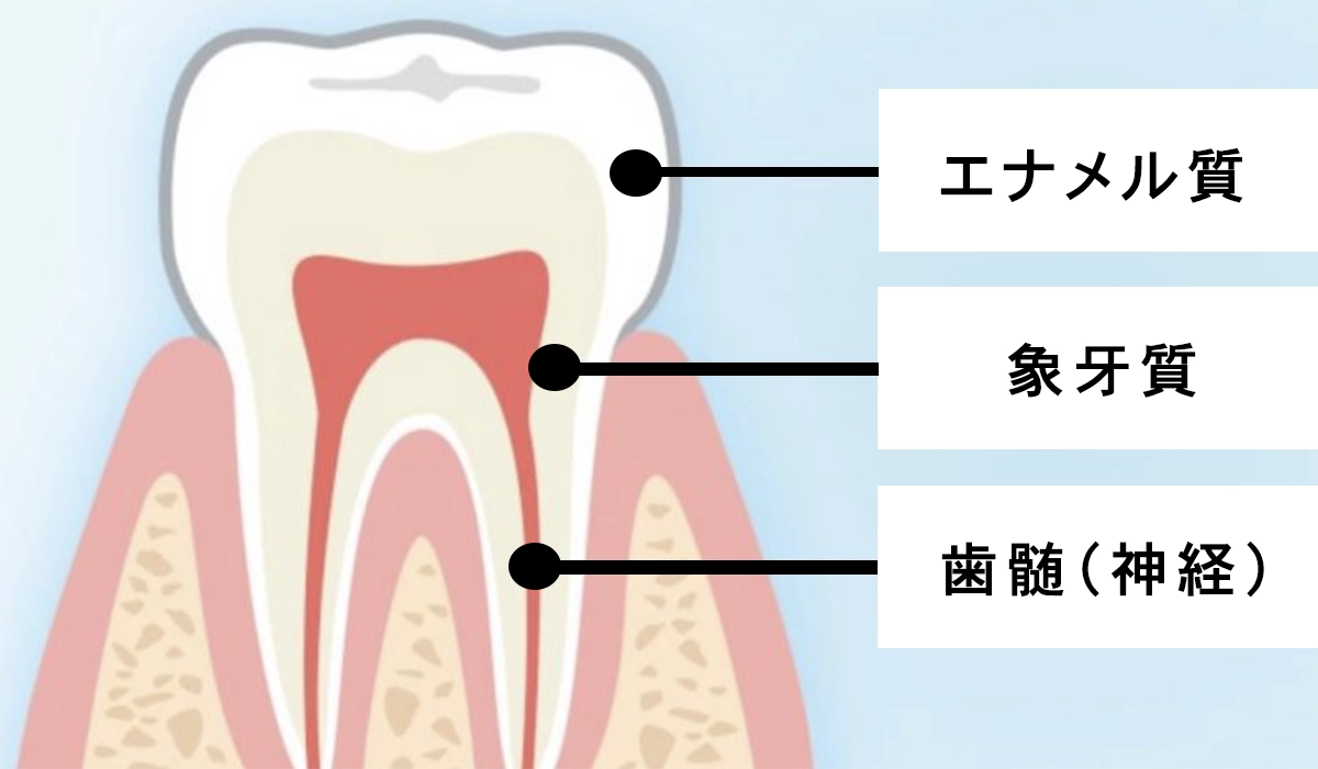 歯の構造